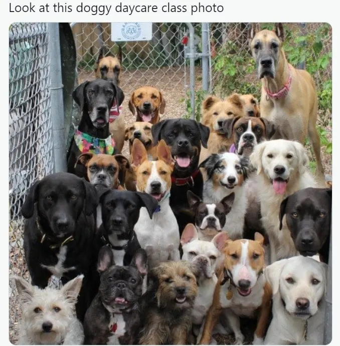 doggy daycare class photo