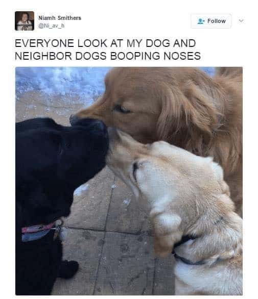 dogs booping noses