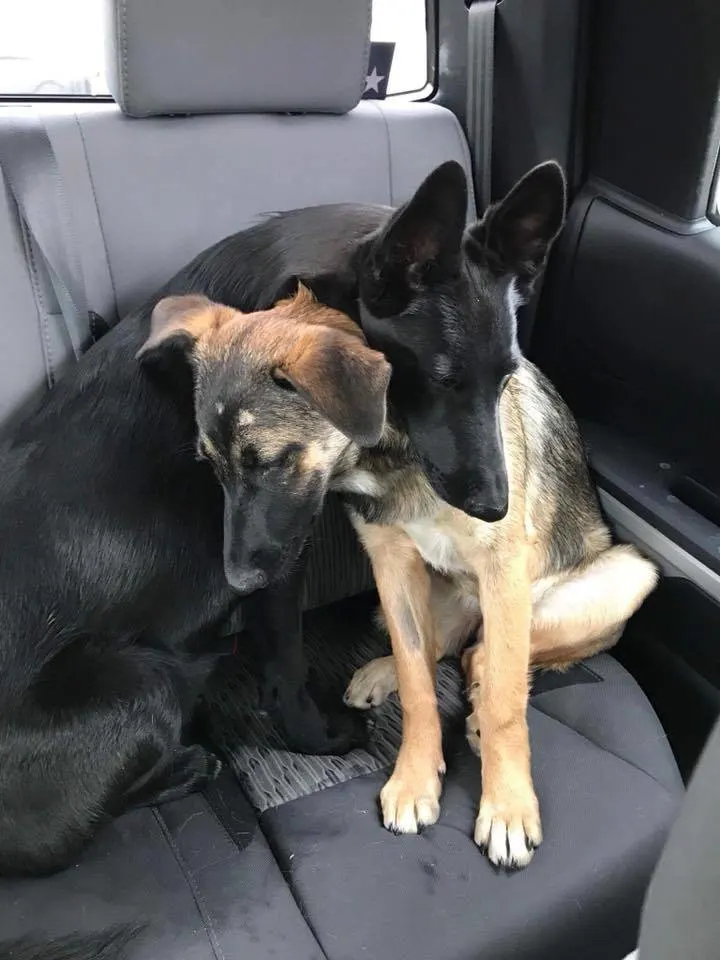 dogs hugging on the car seat