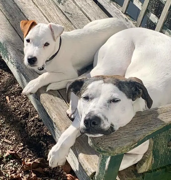 dogs lie on a park bench and rest