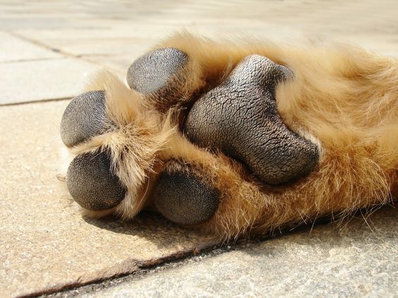 dog's paw extended