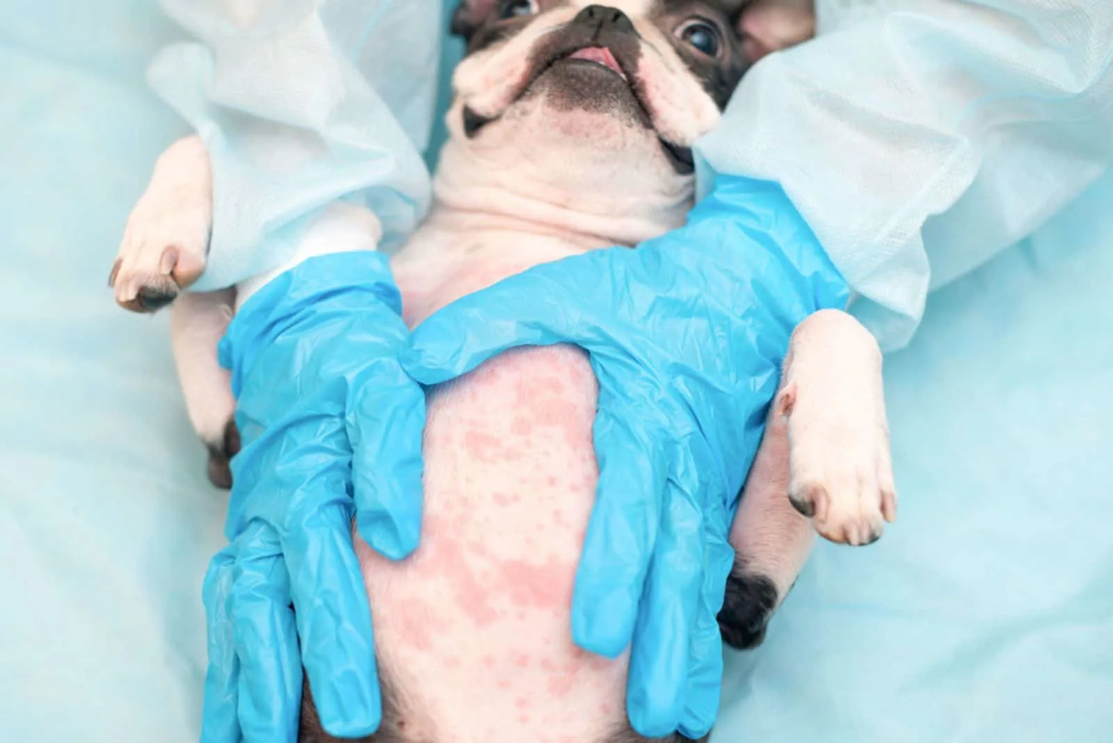 dogs with allergy symptoms at the doctor's appointment