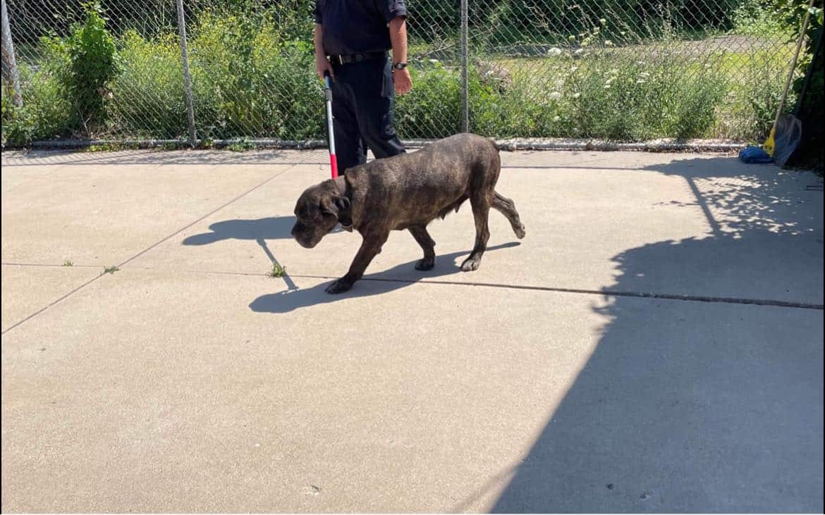 dottie on a leash