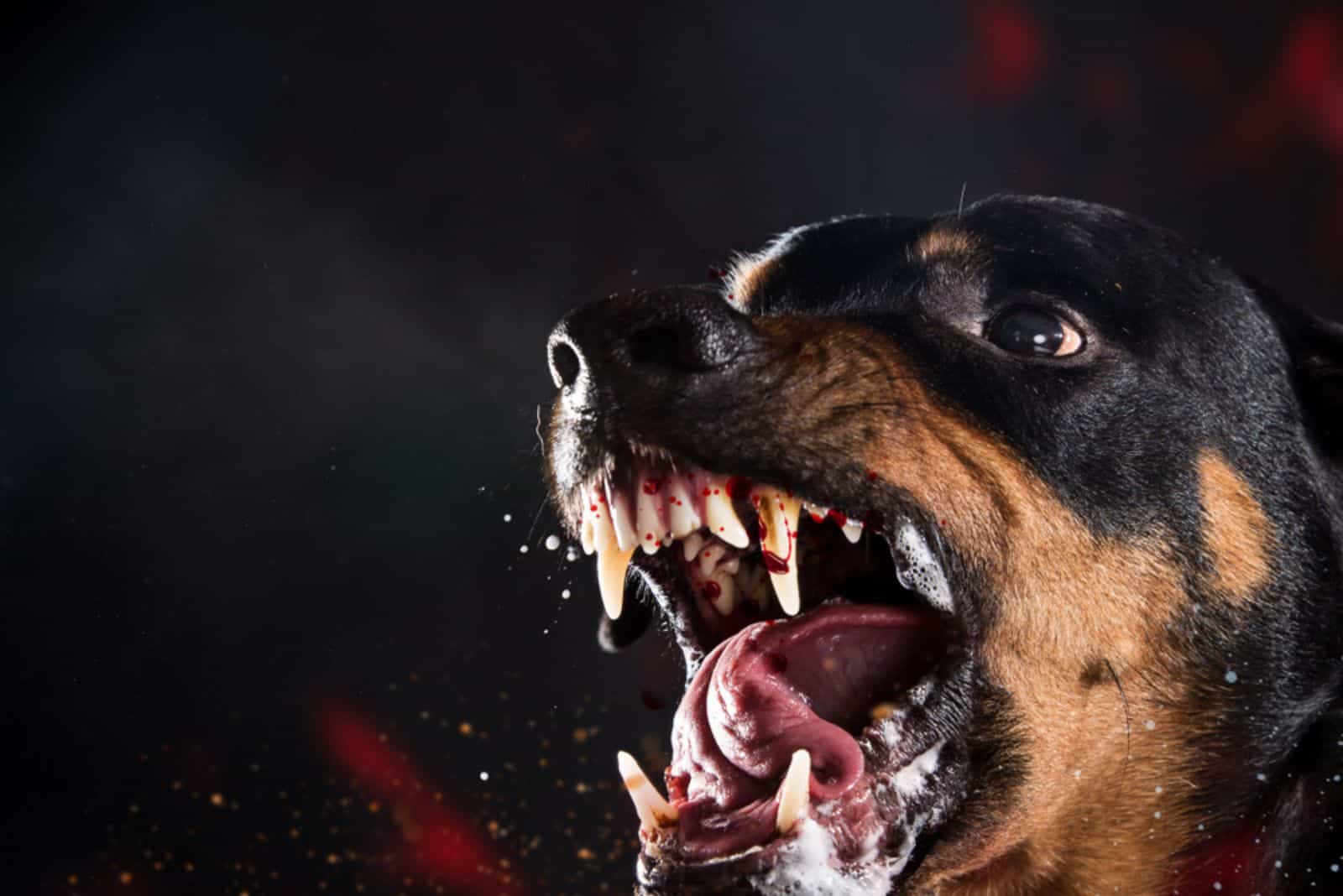 ferocious rottweiler barking