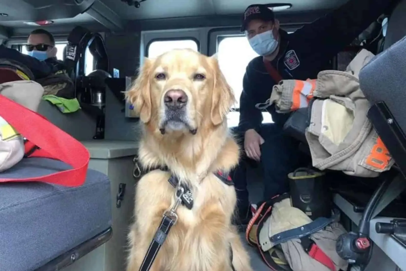 fire dog sitting in the fire truck