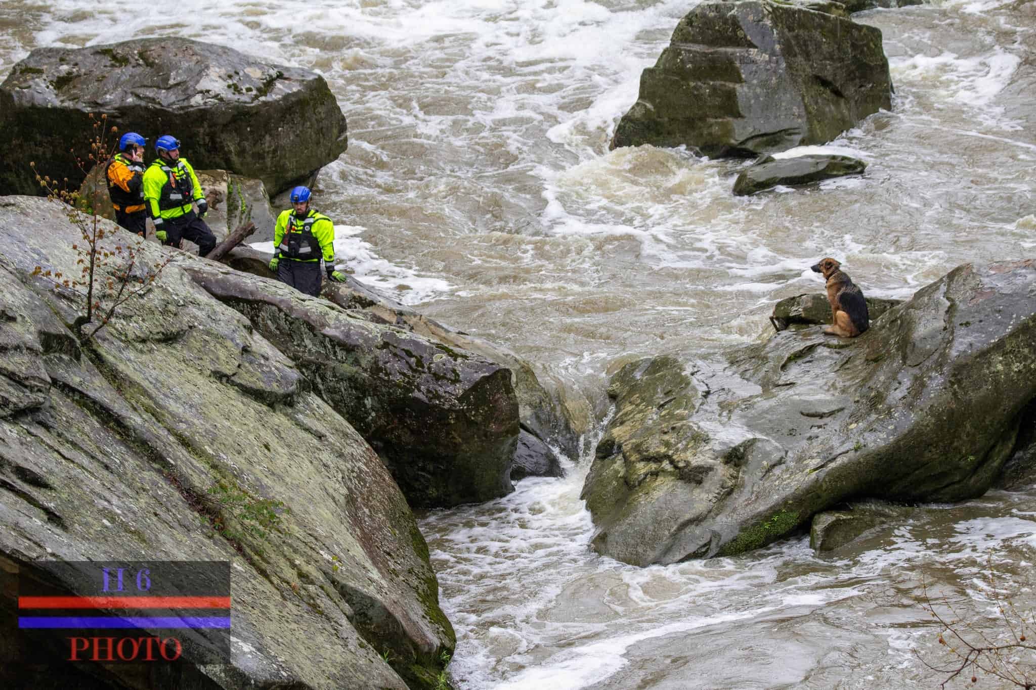 firefighters trying to save a stranded gsd