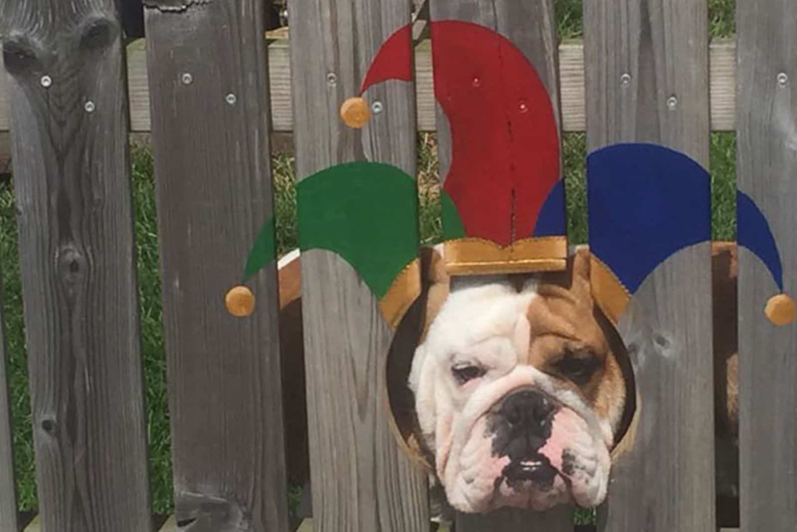 funny photo of bogart peeping through a jester hole