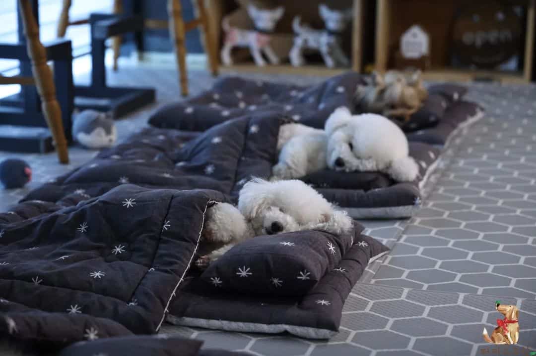 funny photo of puppies sleeping at daycare