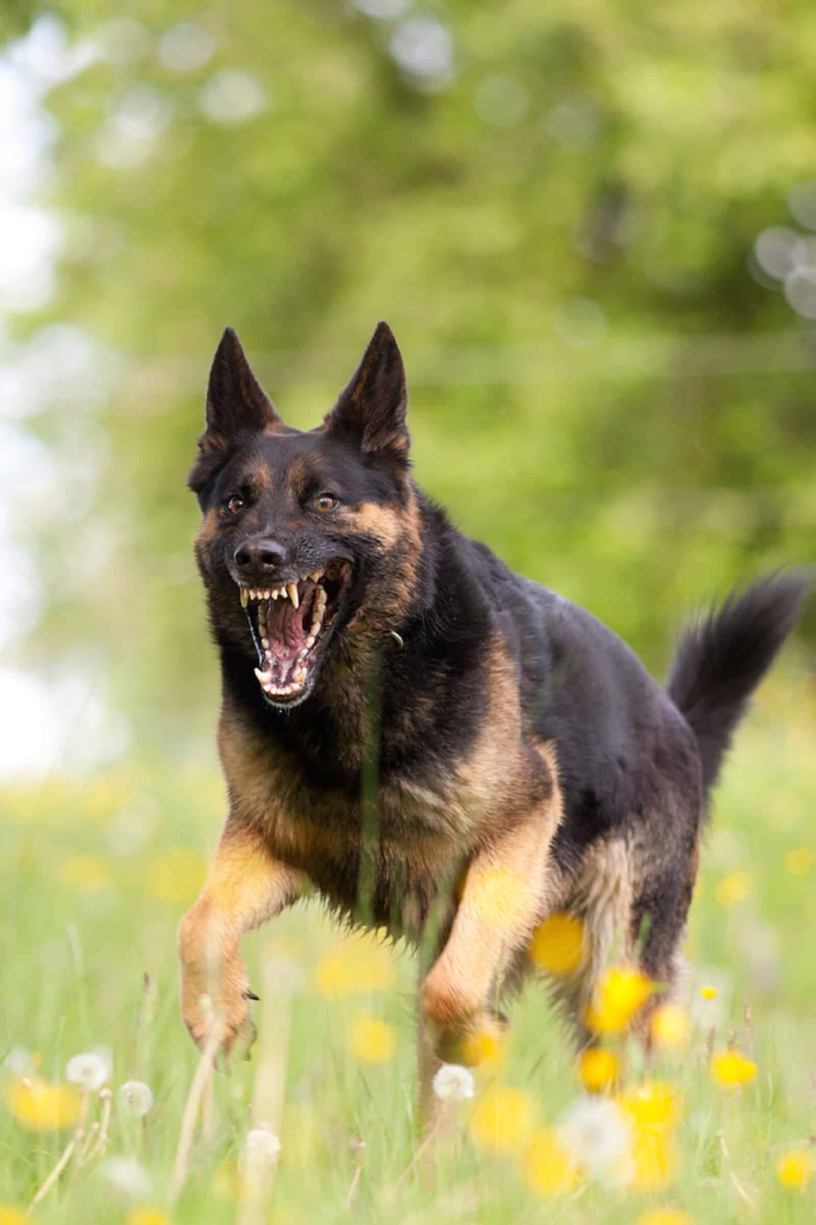 german shepard running and growling