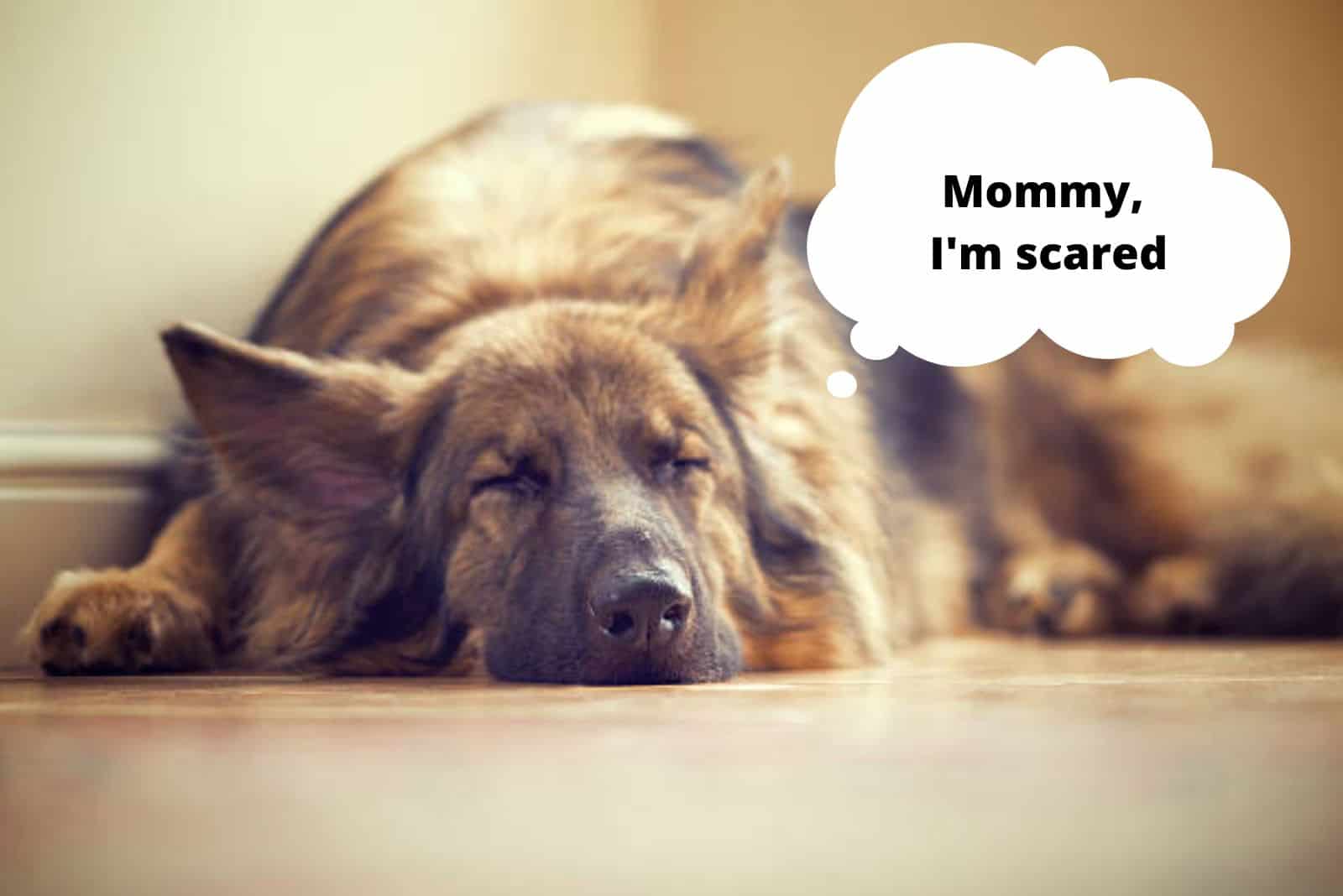 german sheperd dog sleeping on the floor