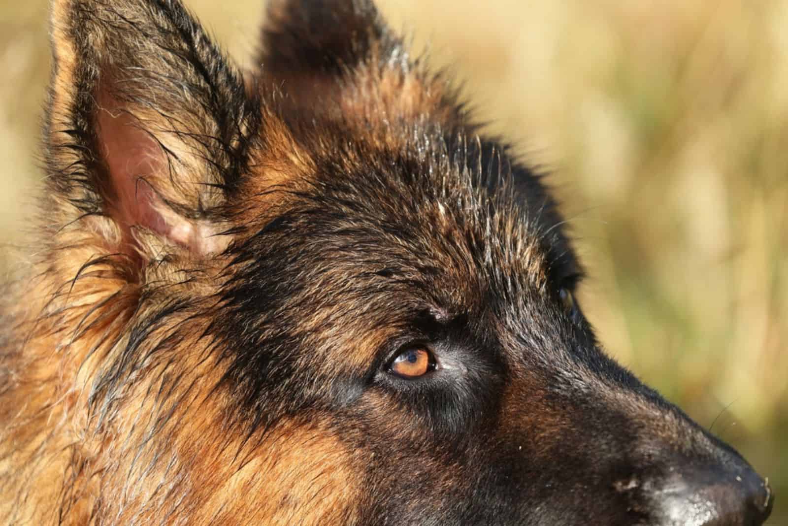 german shephed eye