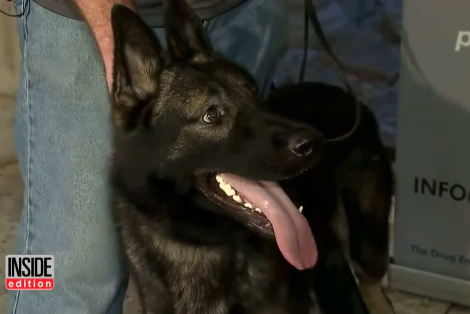 german shepherd on a leash