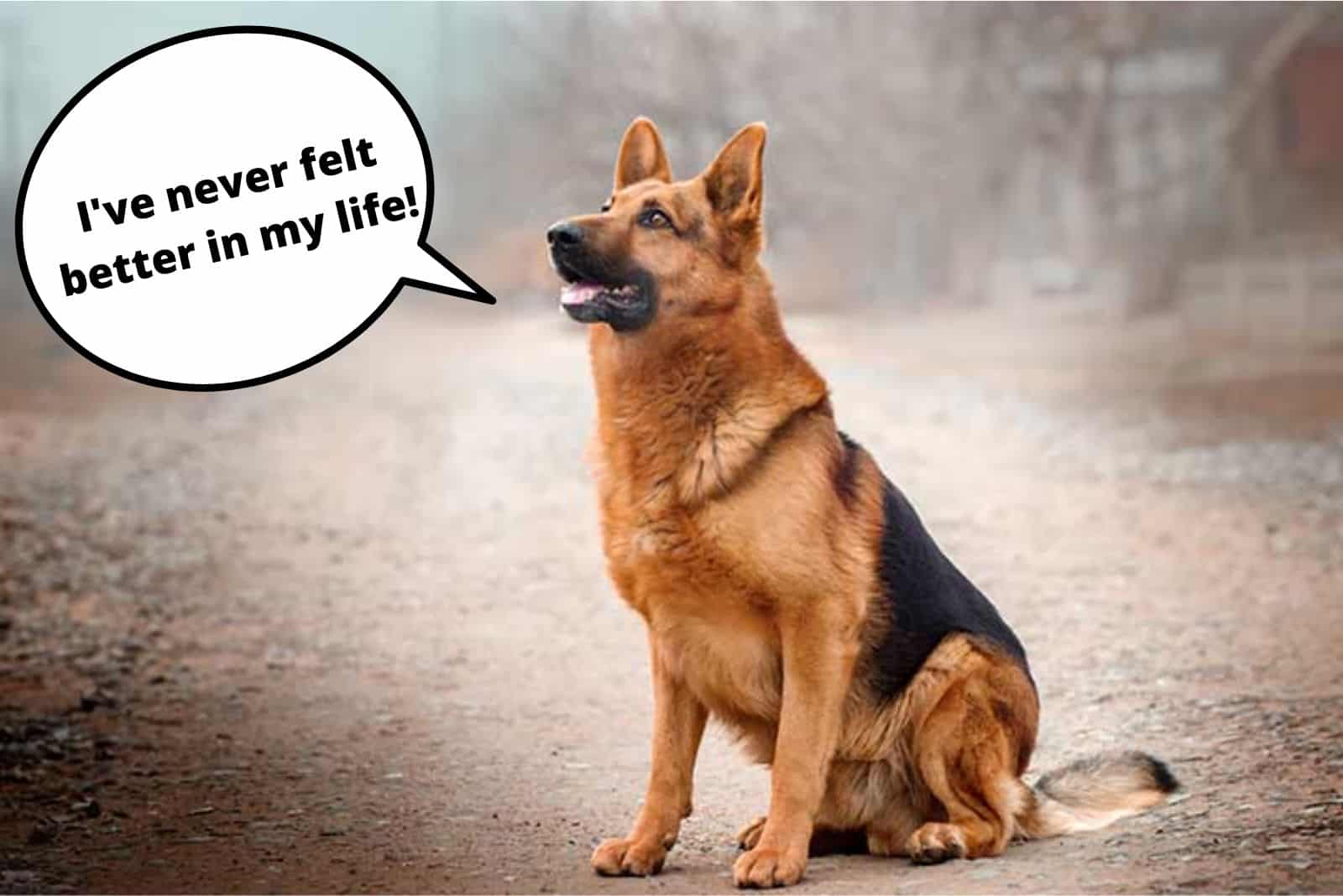 german shepherd dog standing on the road