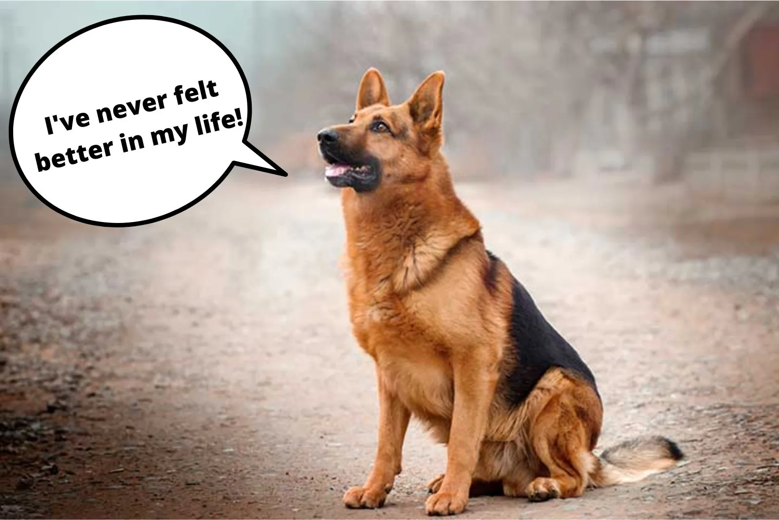 german shepherd dog standing on the road