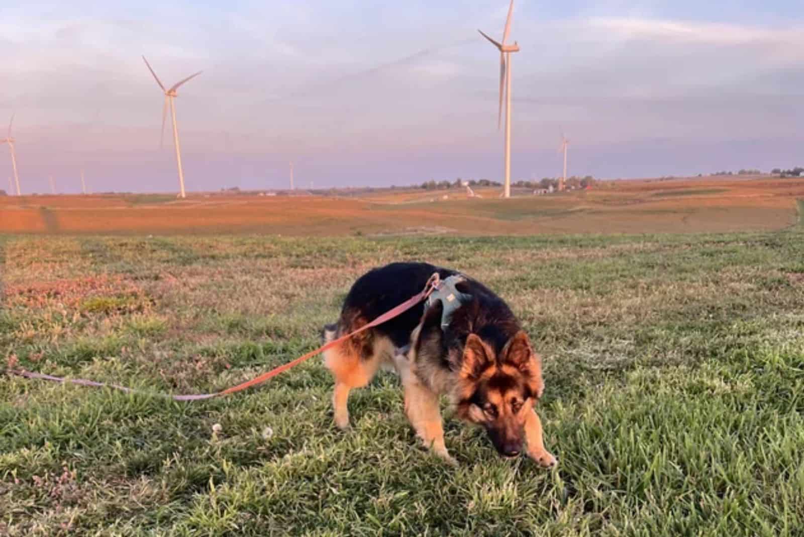 german shepherd dog sniffing field