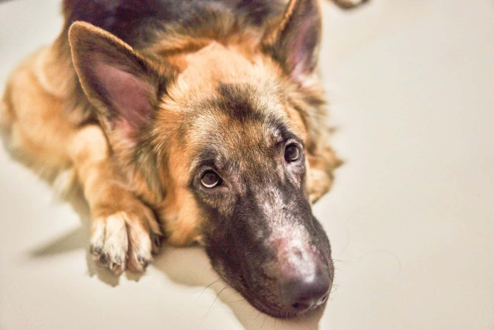 german shepherd dog lying on the floor