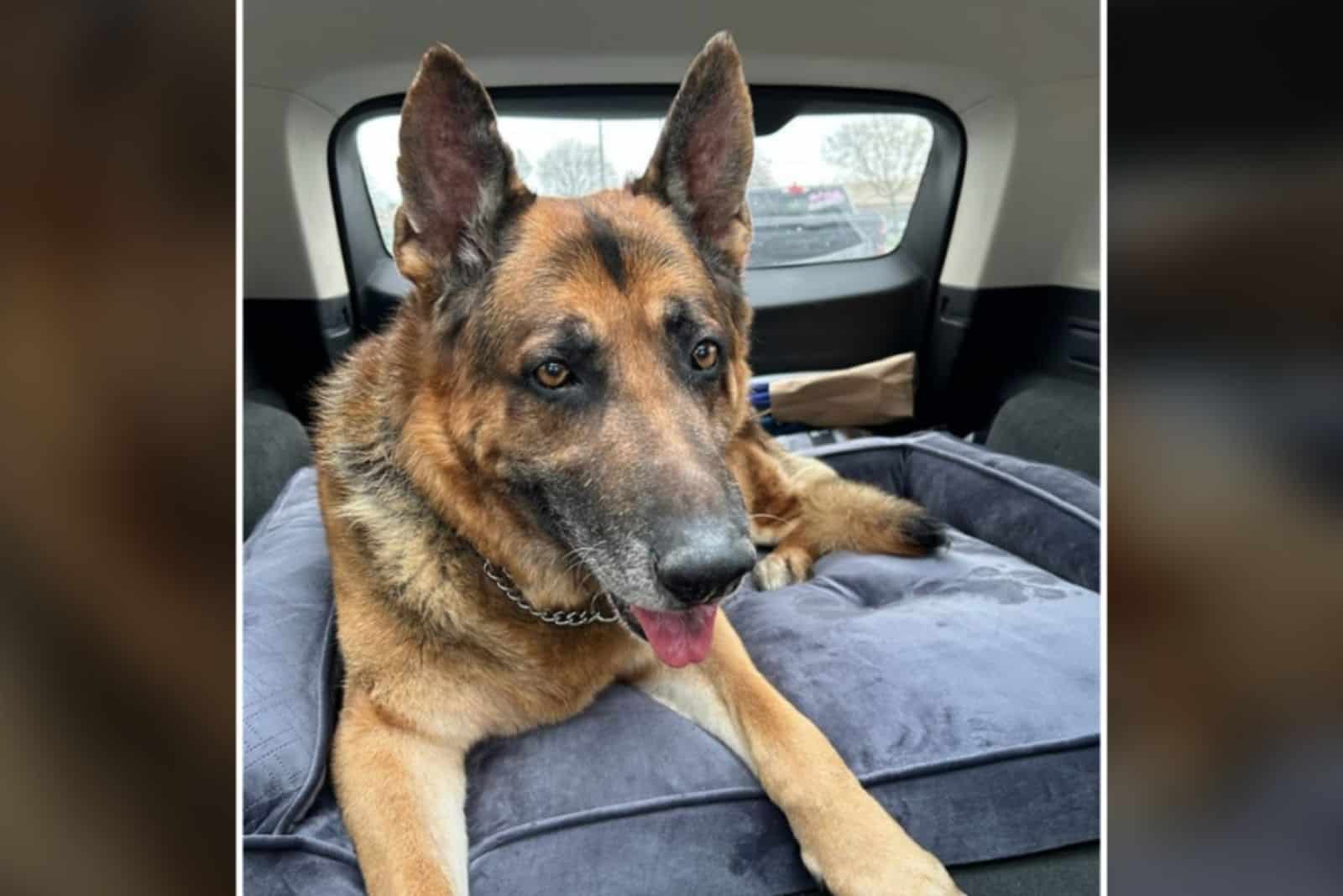 german shepherd dog lying in the car