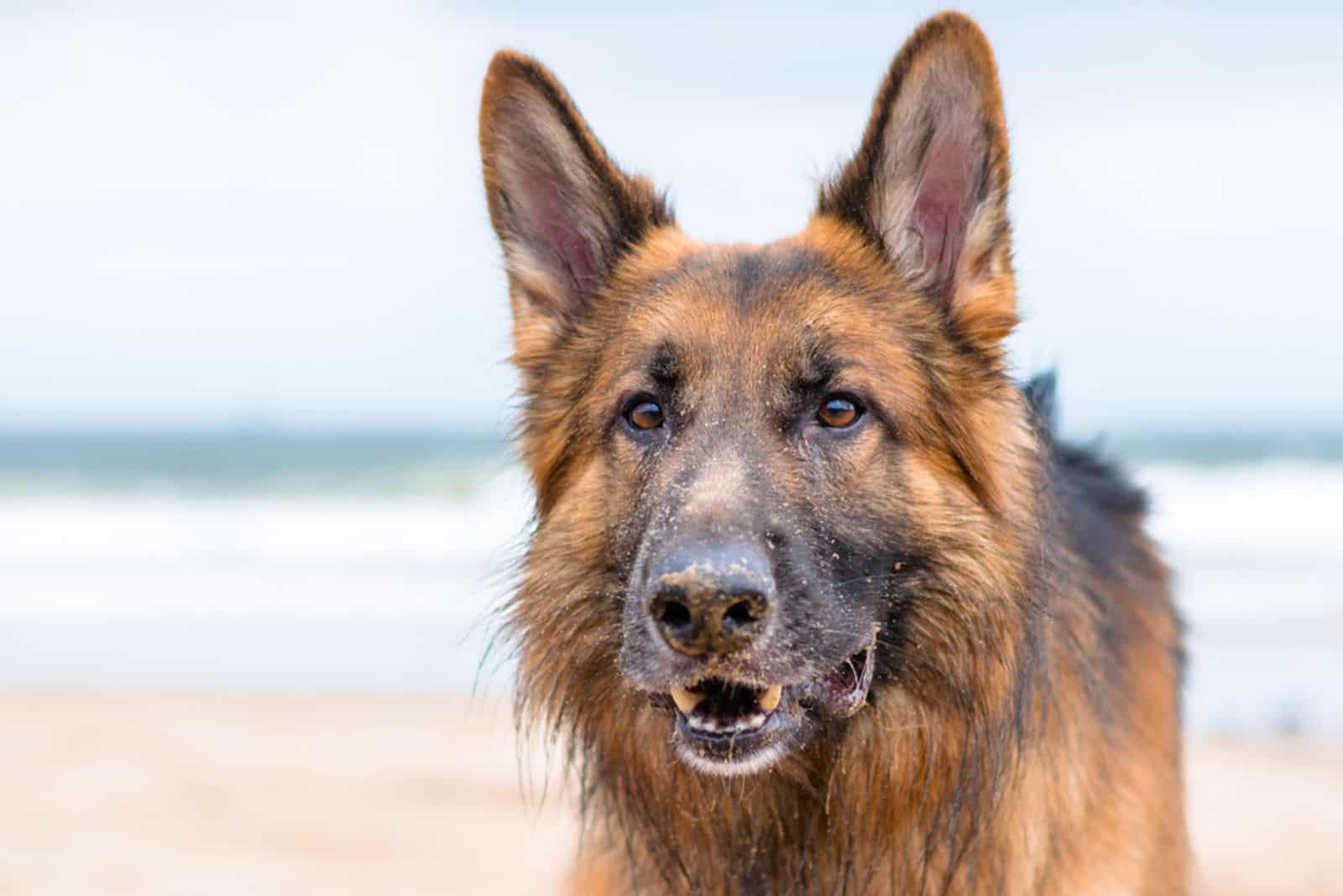 german shepherd dog growling at the beach
