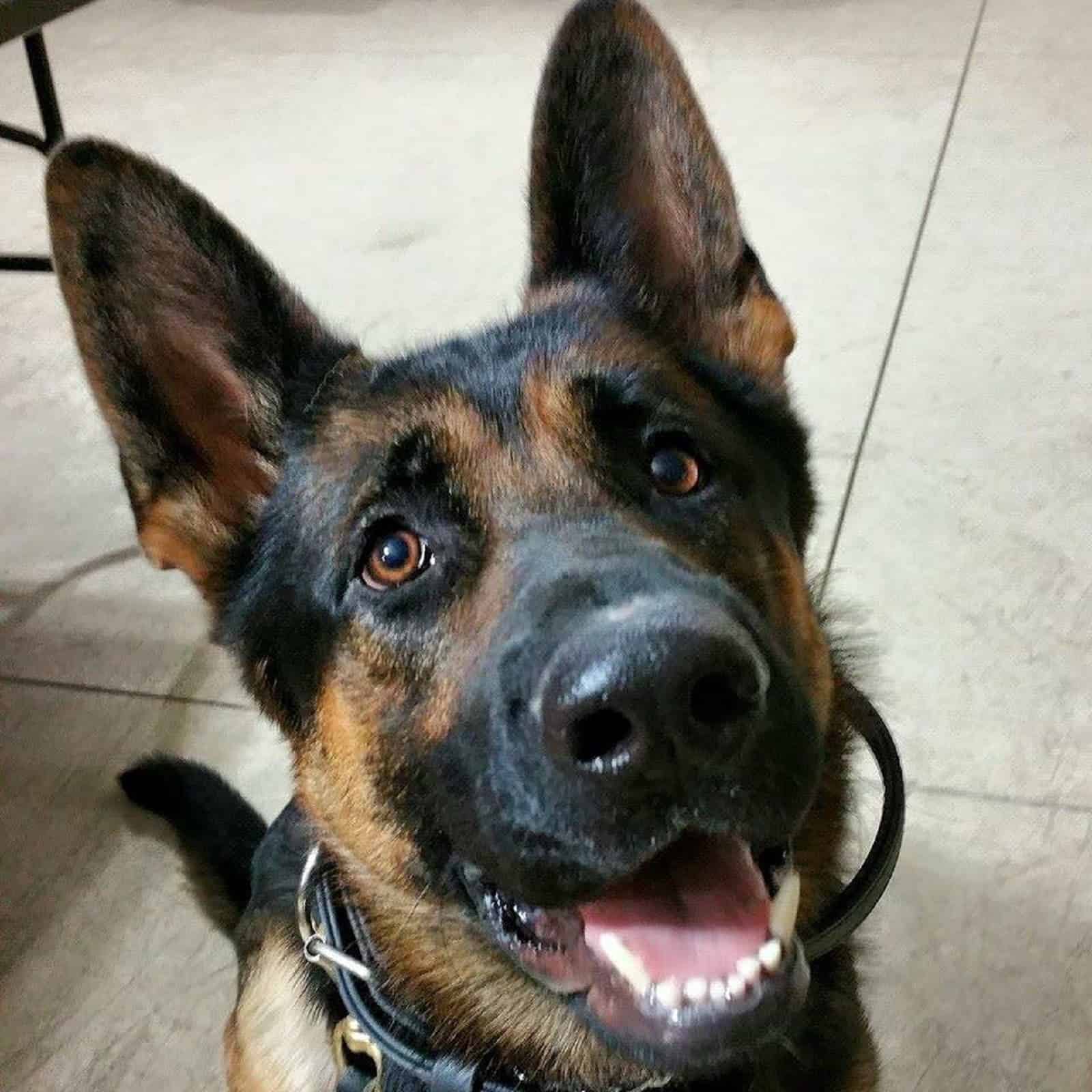 german shepherd dog looking up