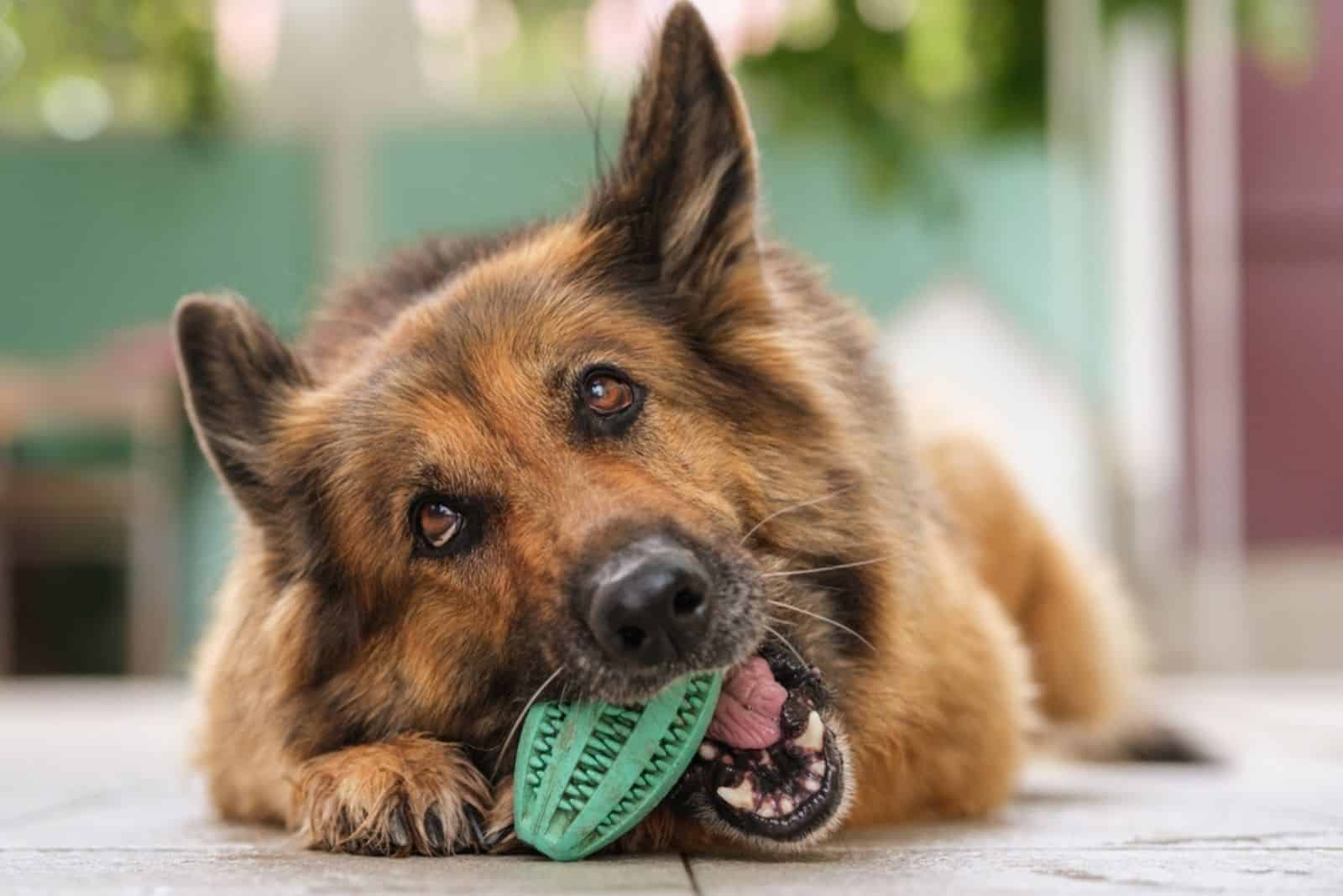 german shepherd dog holding toy in a mouth and chewing it