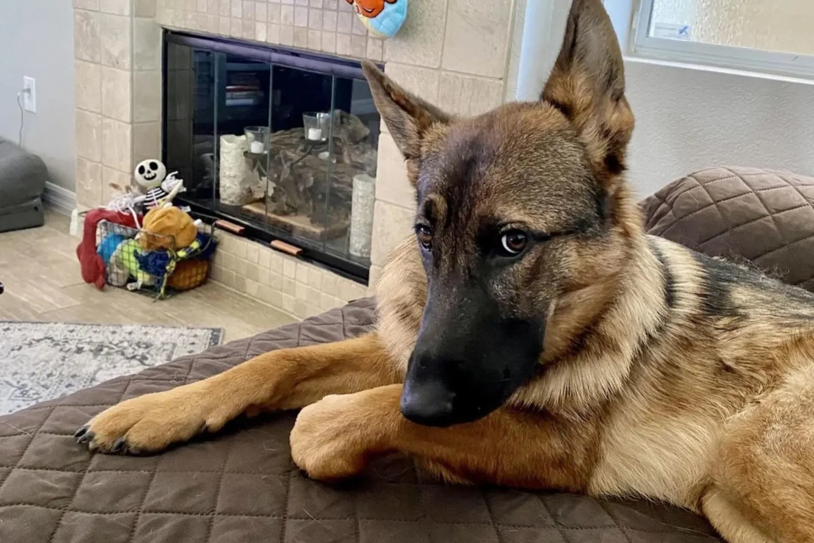 german shepherd dog looking aside while lying on the couch