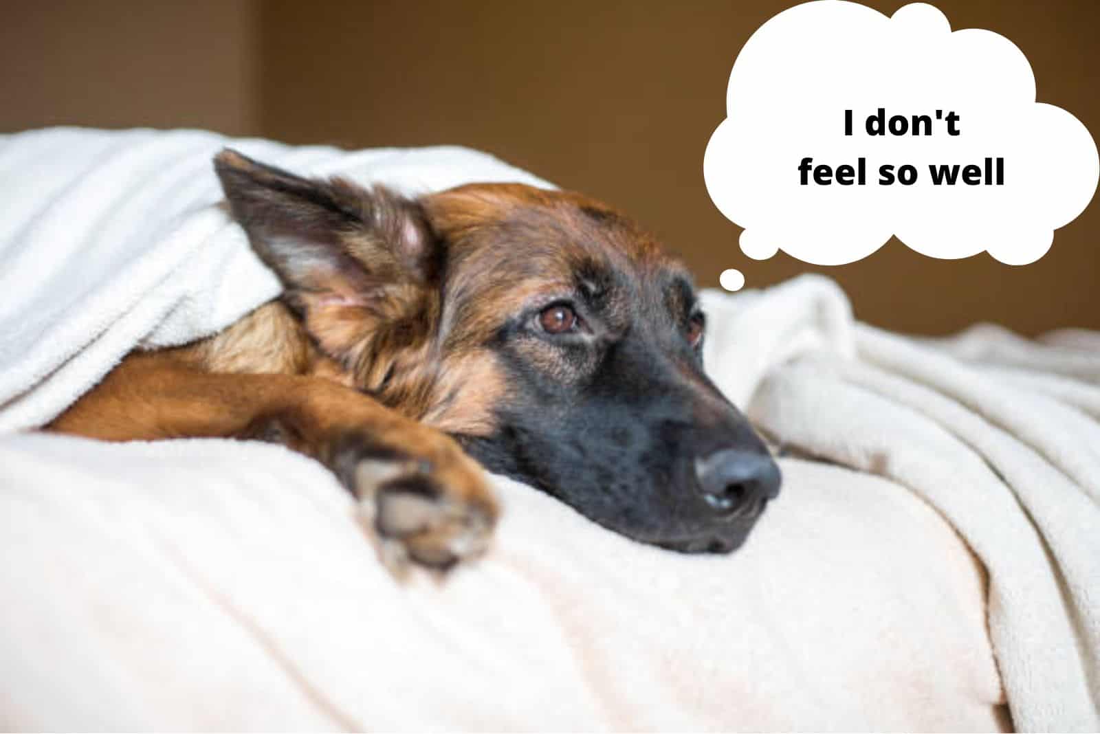 german shepherd dog lying on the bed under cover