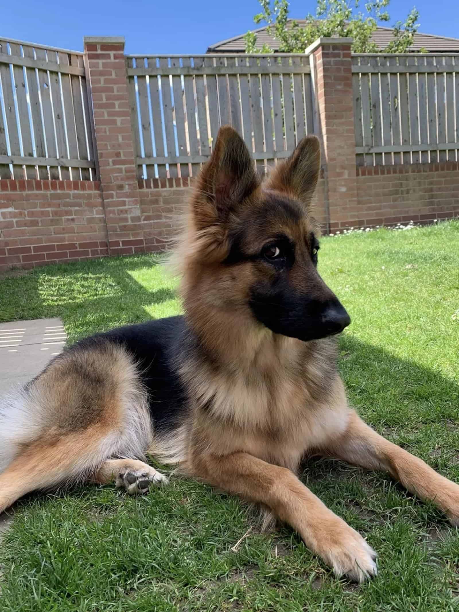 german shepherd dog lying on the grass and looking aside