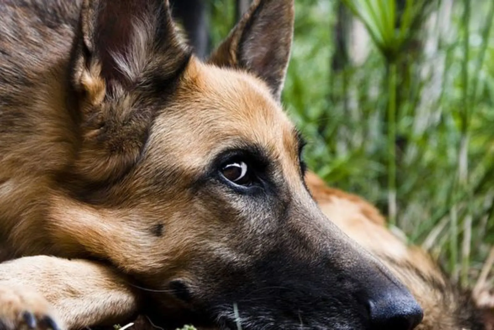 german shepherd dog lying on the ground and looking aside