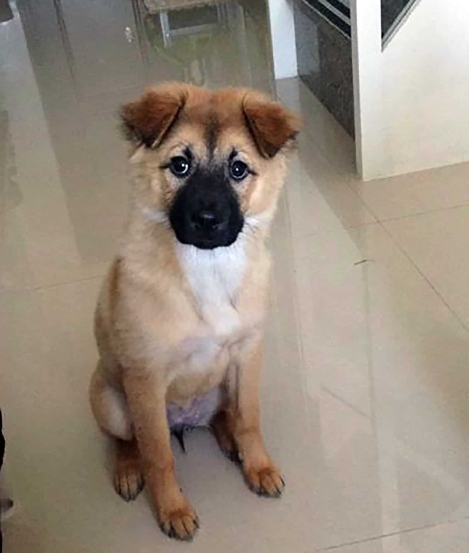 german shepherd dog mix sitting on the floor