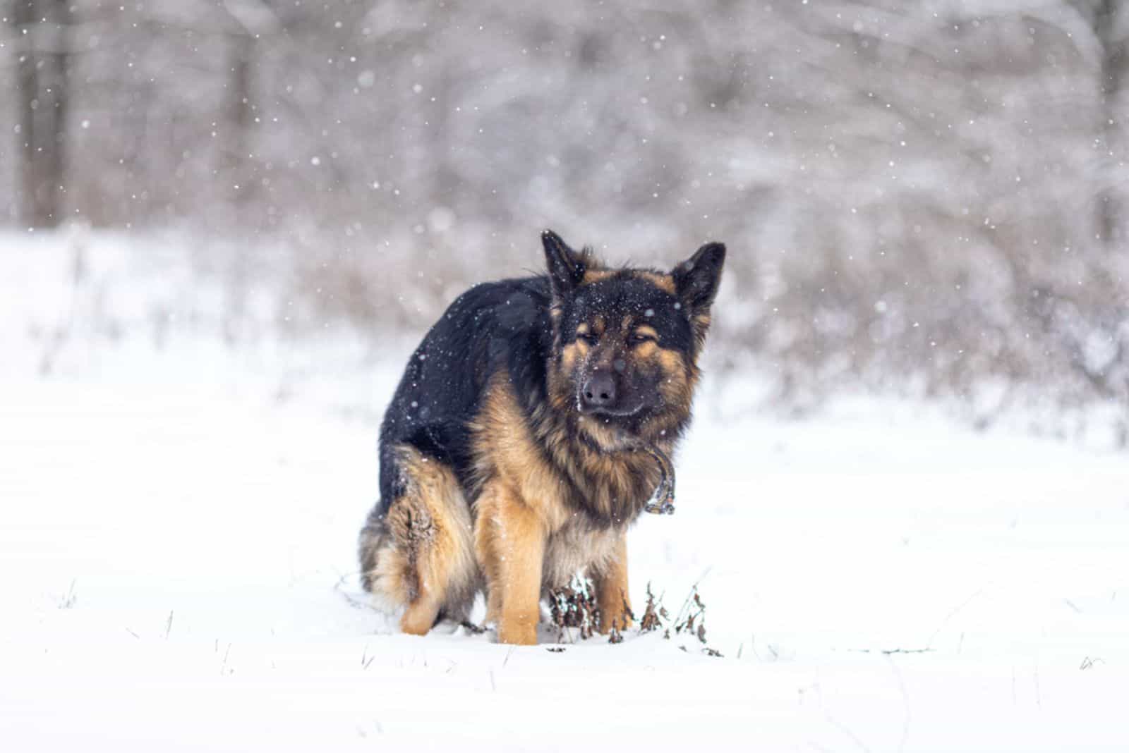 german shepherd dog pooping in the snow in the forest