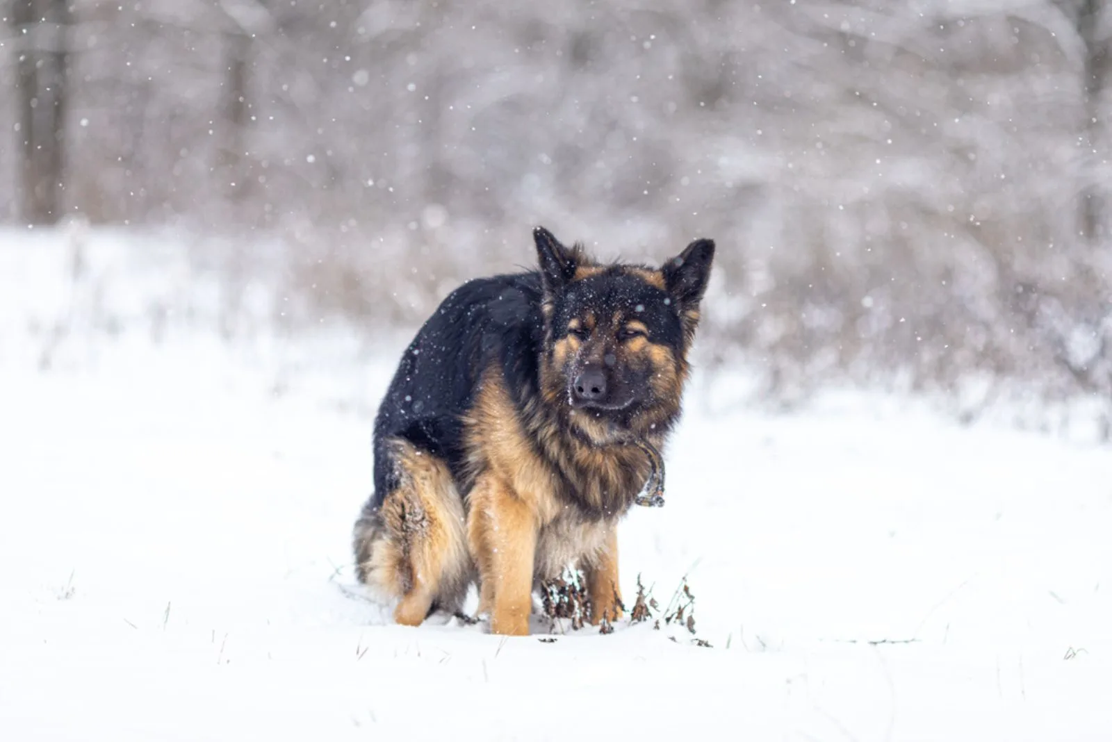 german shepherd dog pooping in the snow in the forest