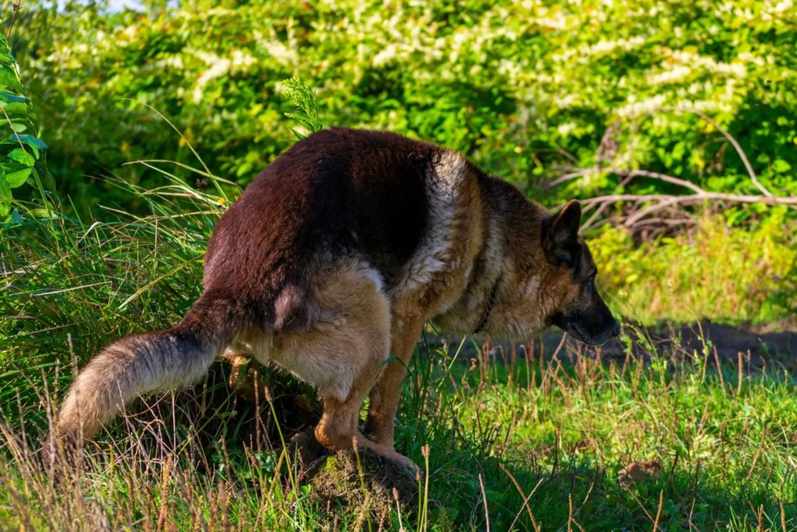 german shepherd dog pooping into a hole in a hillock