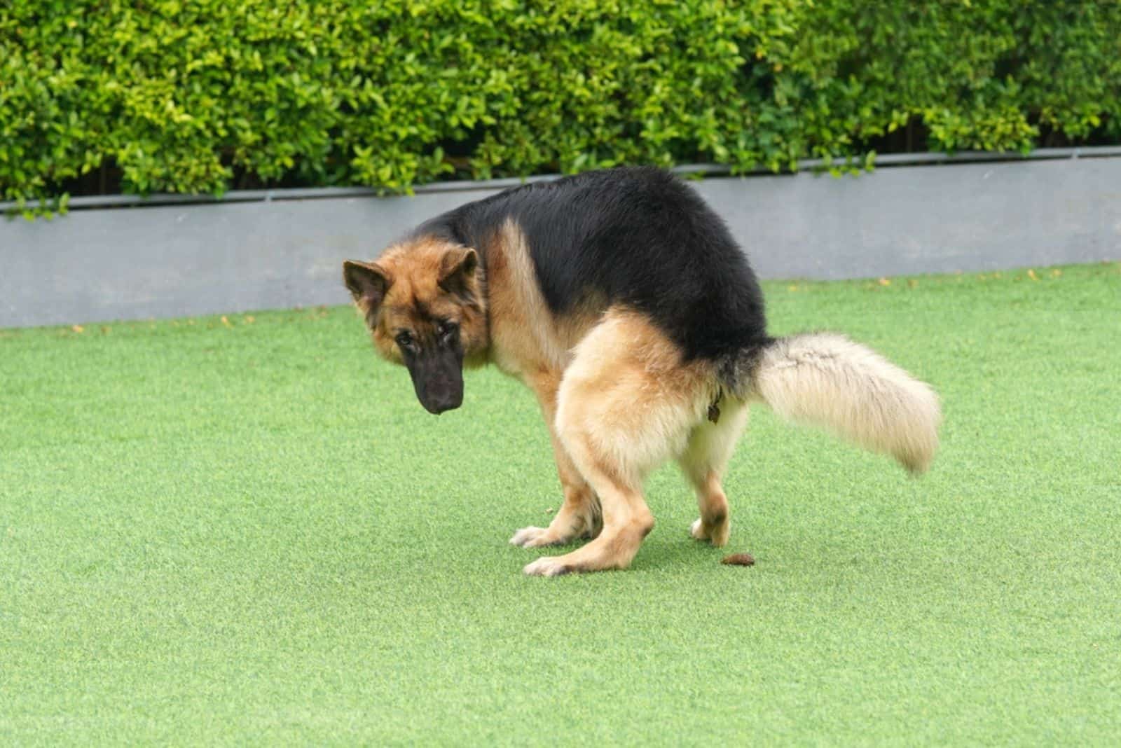 german shepherd dog pooping in back yard