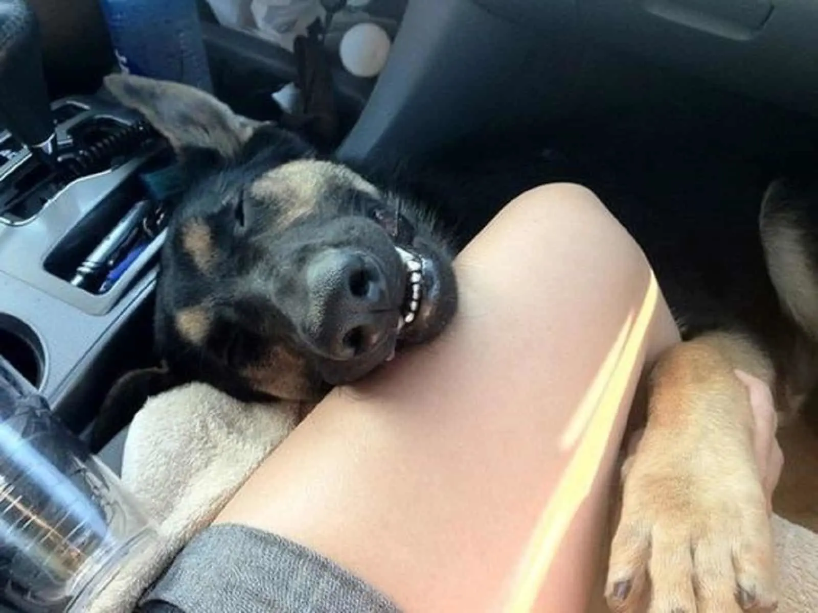 german shepherd dog sleeping in the car embracing his owner's leg