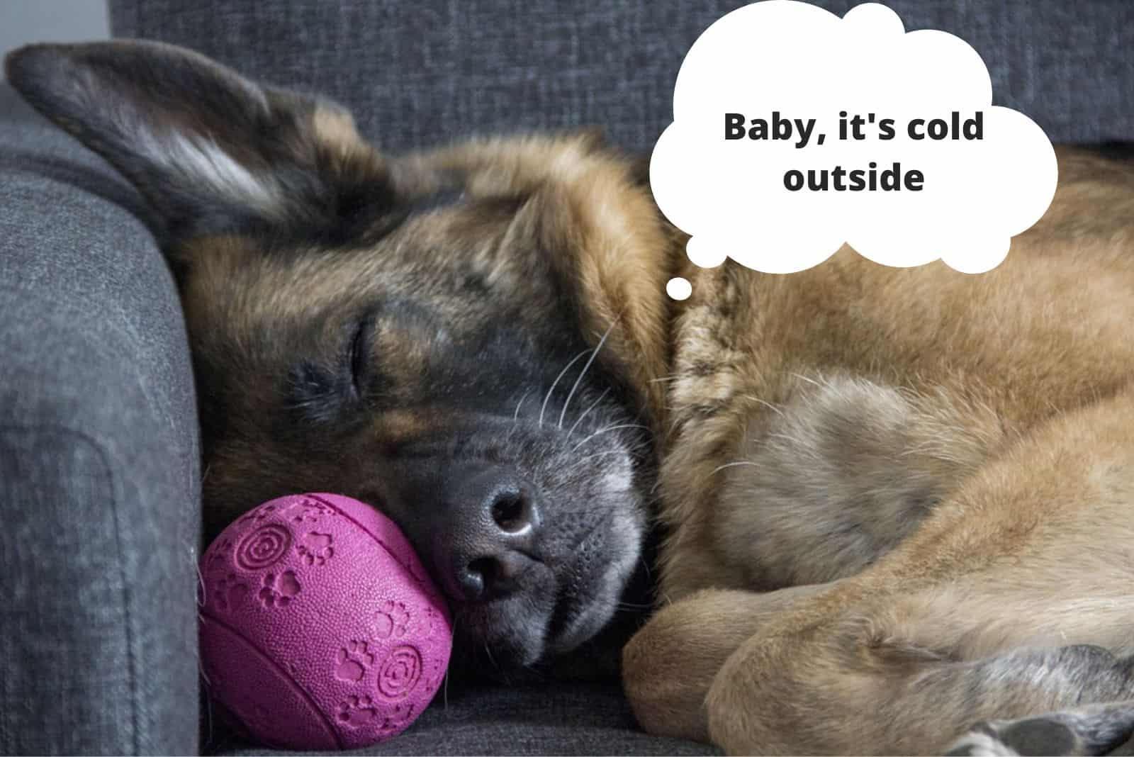 german shepherd dog sleeping on the couch