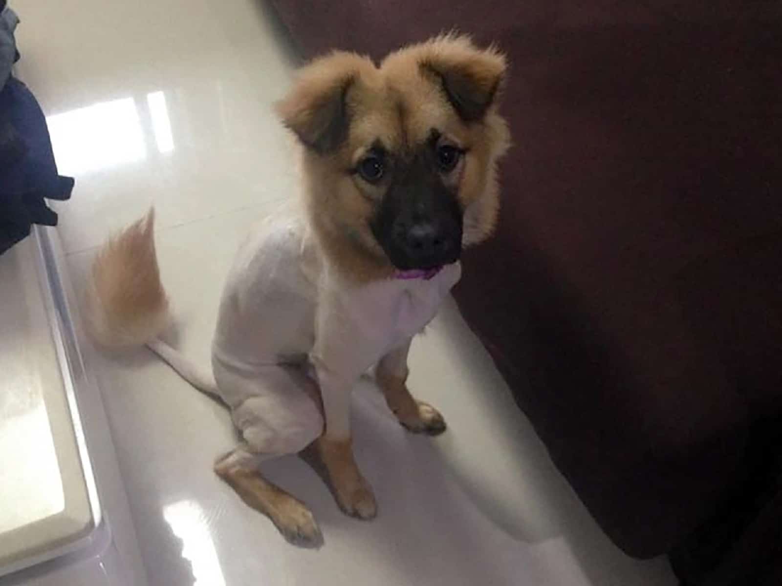 german shepherd dog with a hilarious haircut sitting on the floor