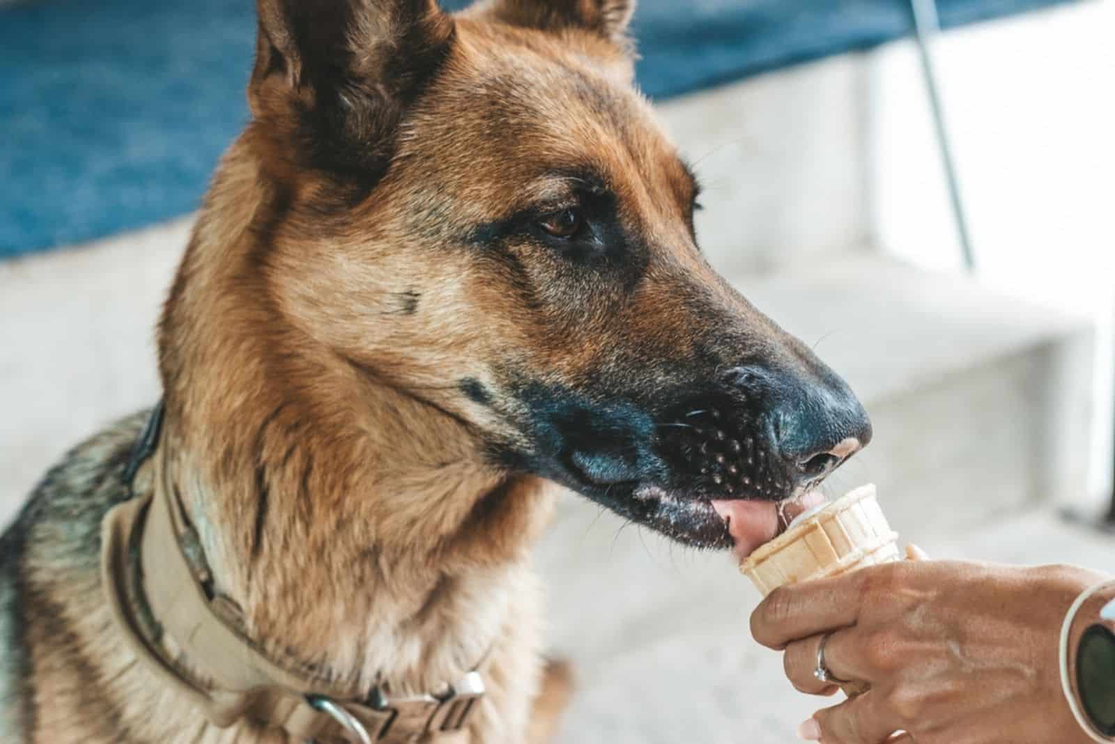 german shepherd eats ice cream  from a waffle cup