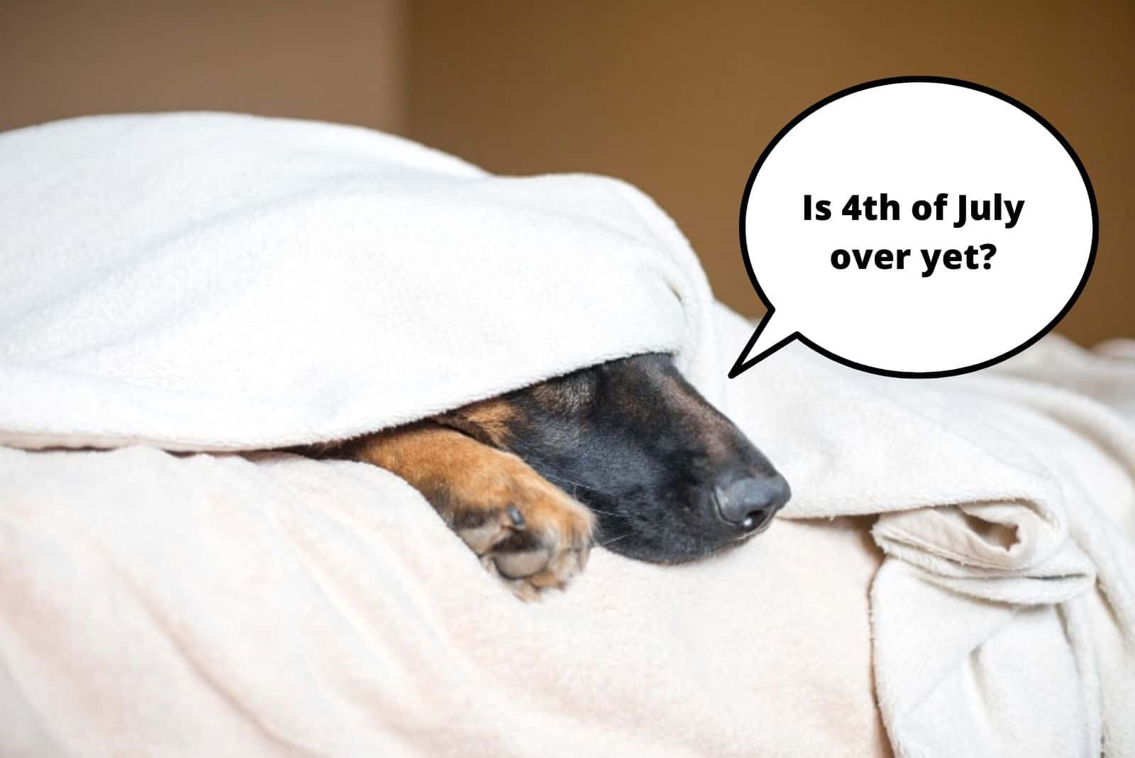 german shepherd hiding under covers in the bed