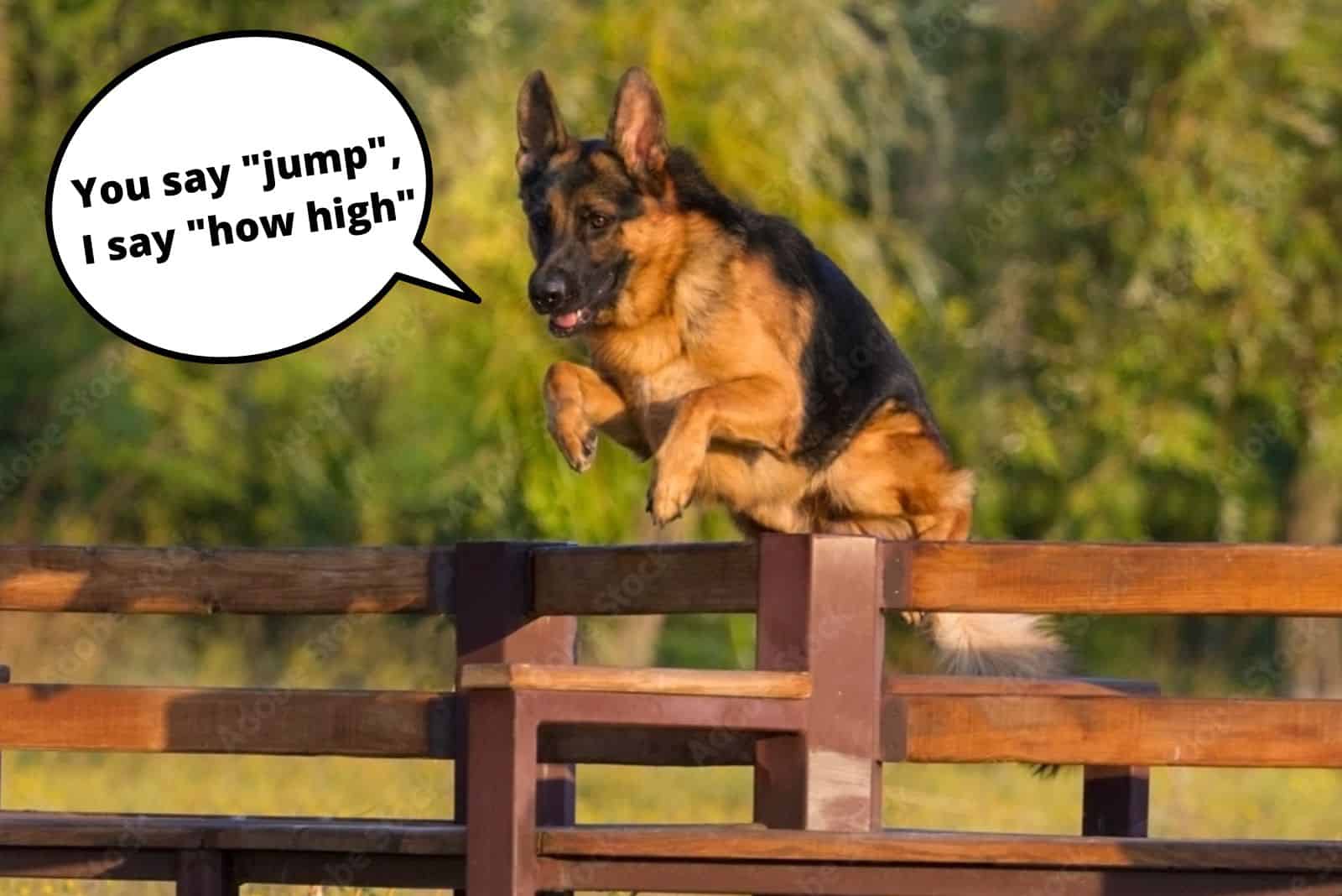 german shepherd jumping across the fence