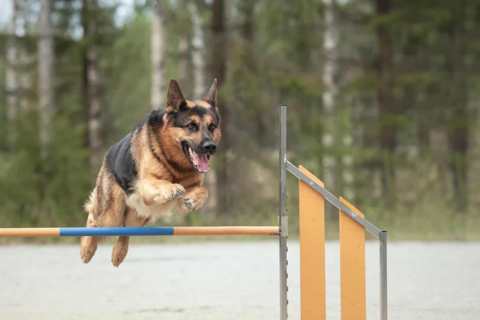 german shepherd jumps over an agility hurdle on a dog agility course