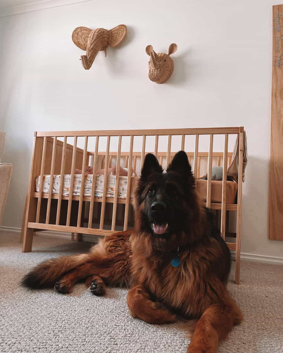 german shepherd laying in front of the baby crib