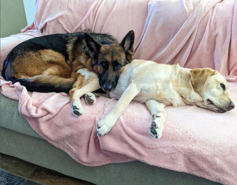 german shepherd laying on the couch with labrador