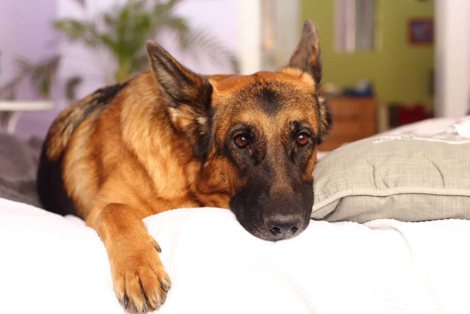 german shepherd lying on a pillow and looking at the camera