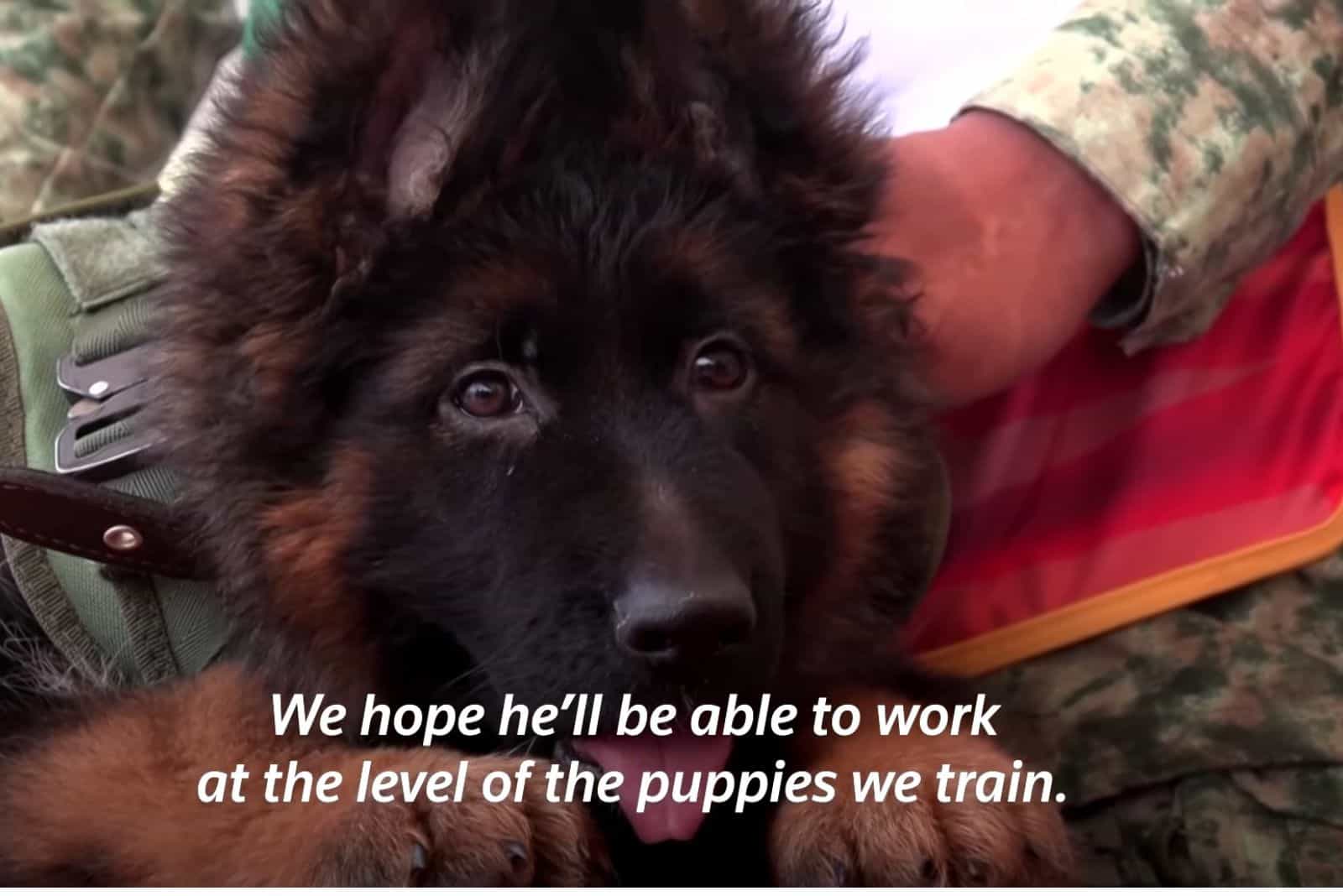 german shepherd military dog