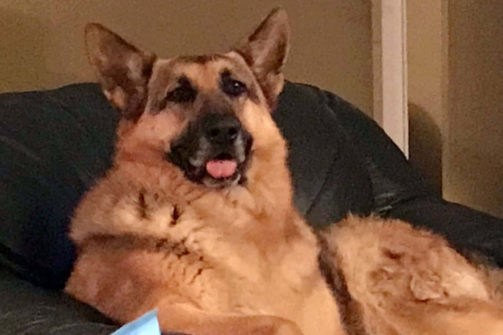 german shepherd on sofa sitting