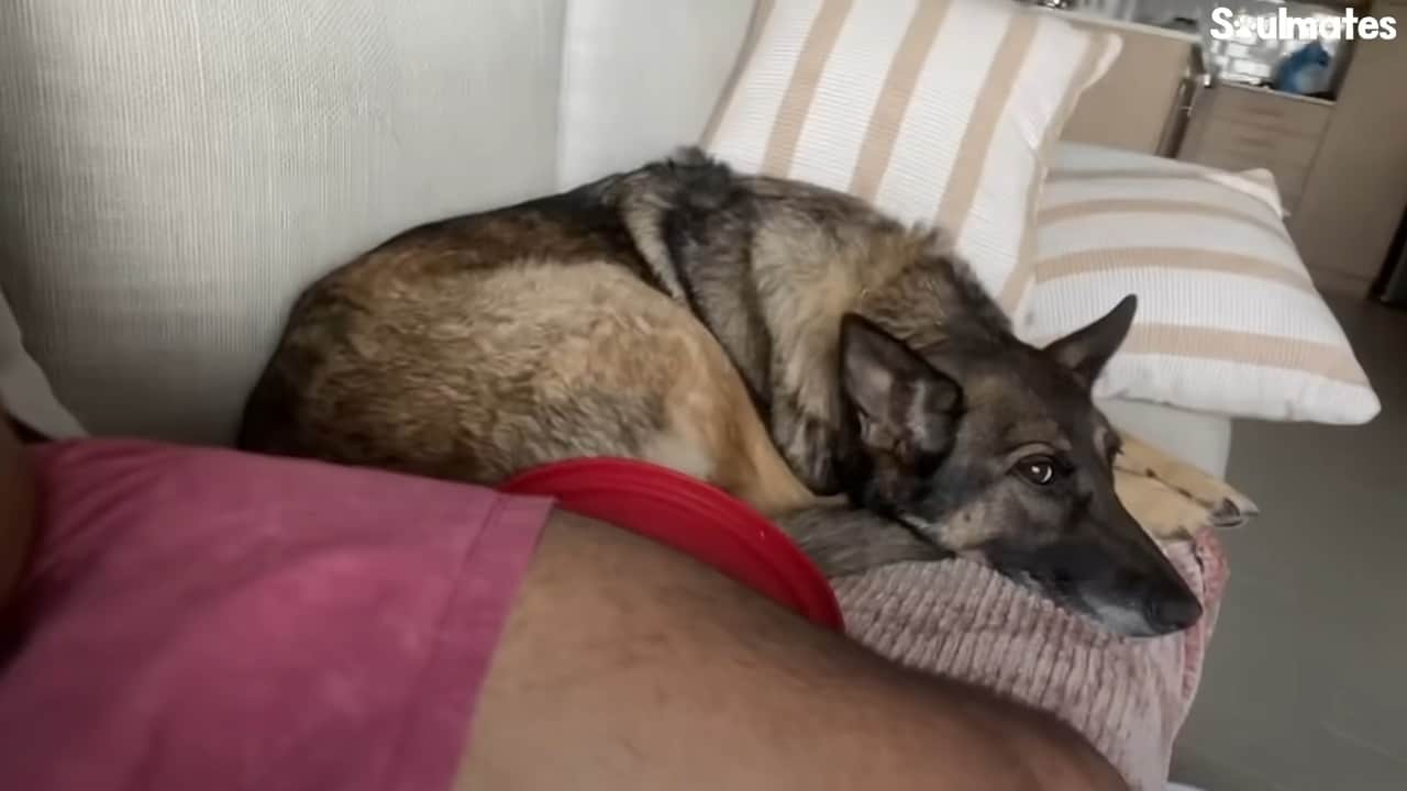 german shepherd on the couch
