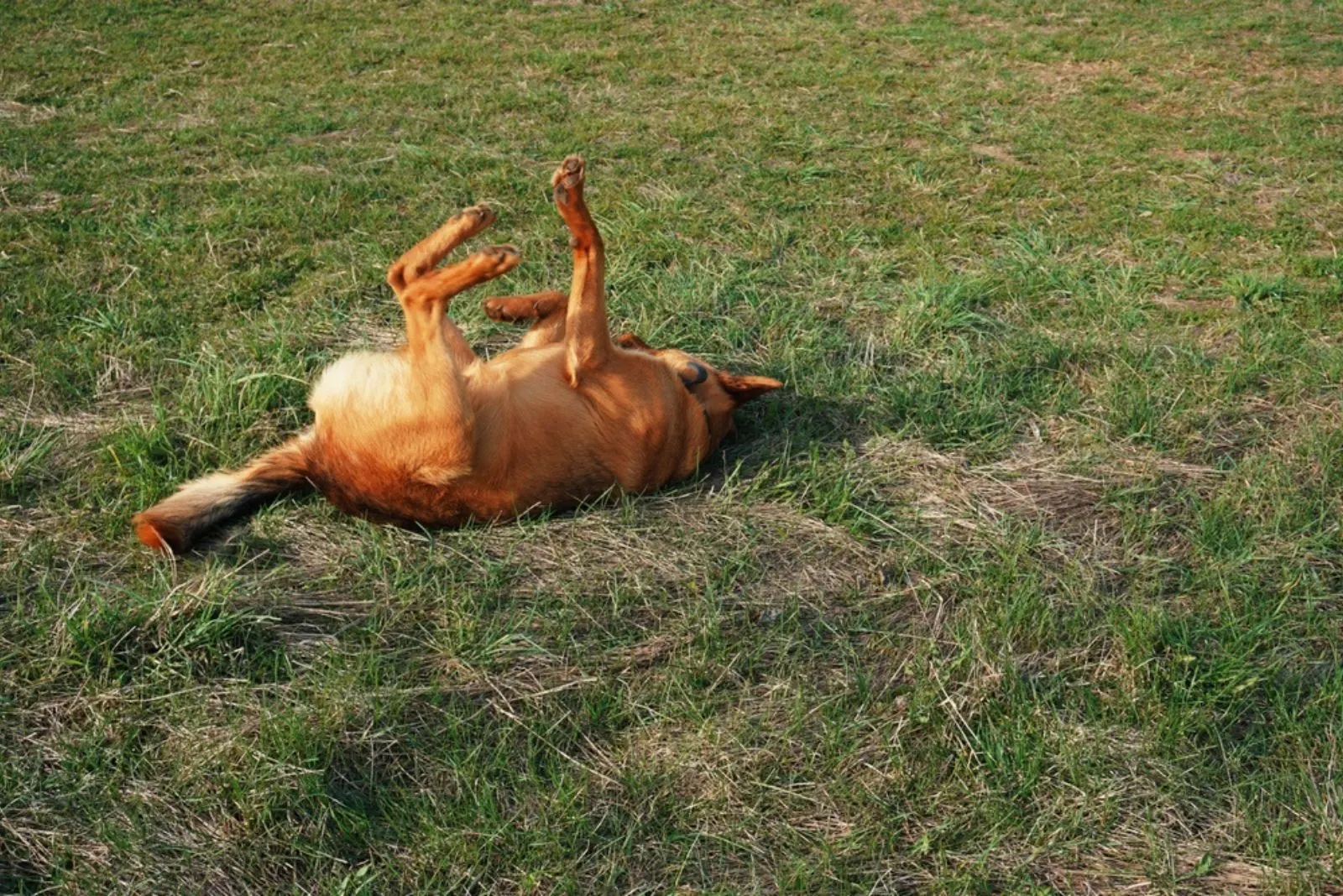 german shepherd playing in the green grass on his back