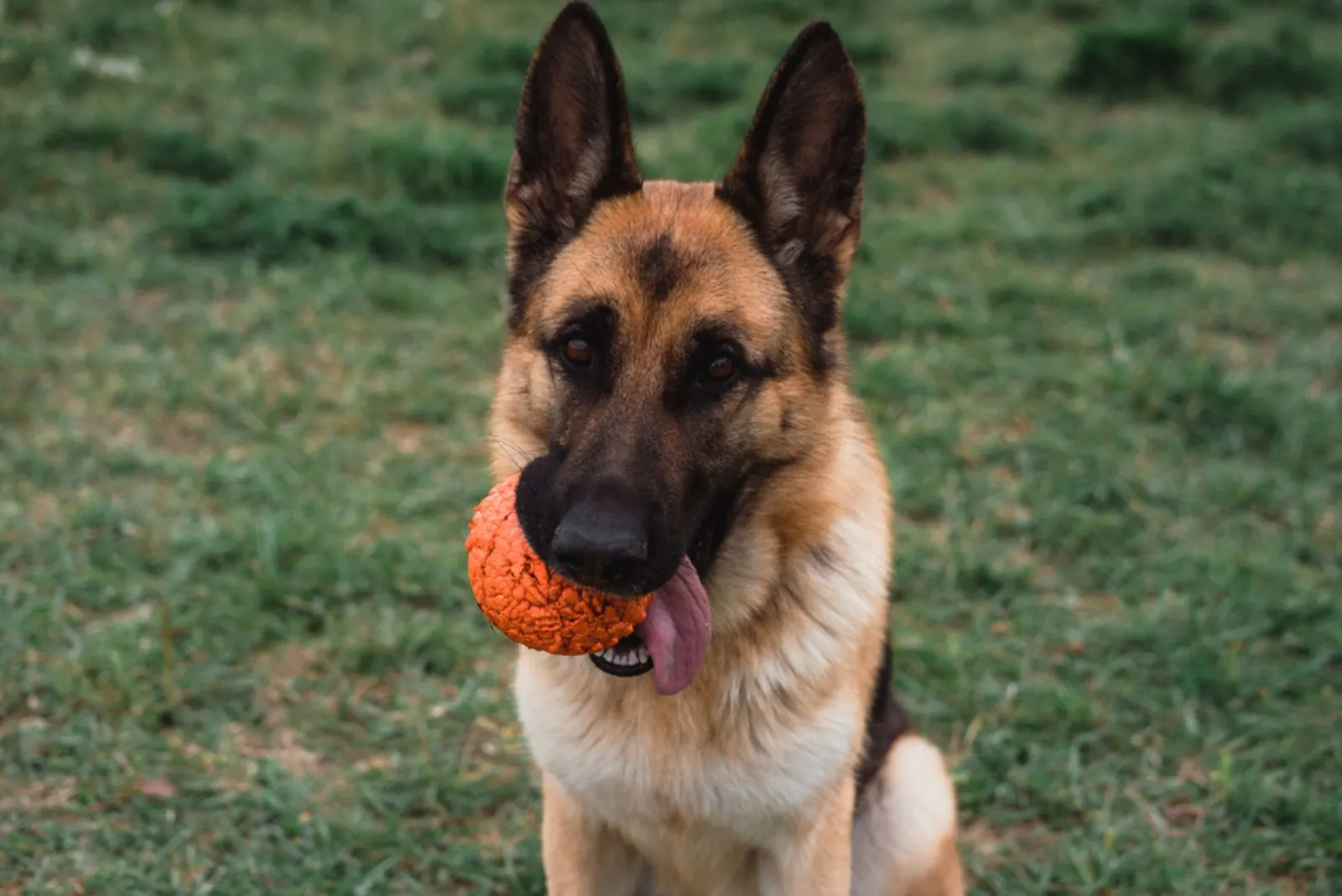 german shepherd playing with a ball in the park