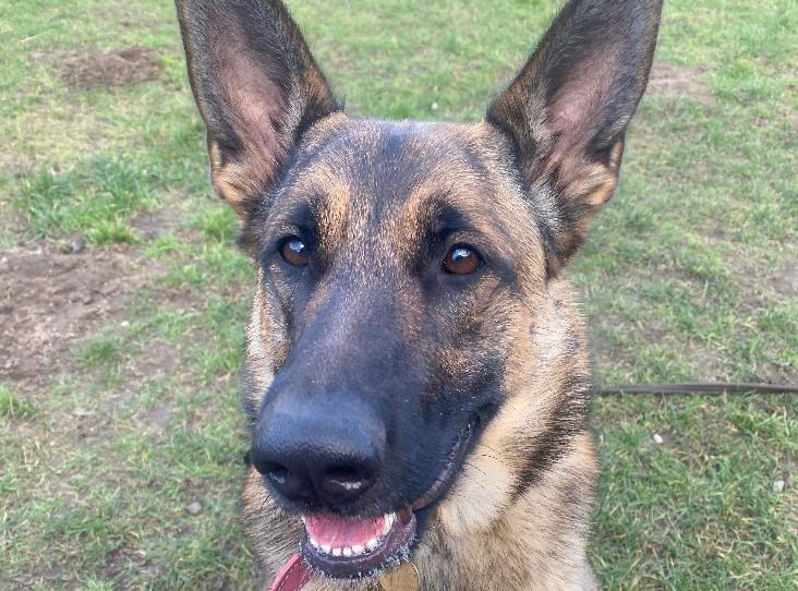 german shepherd posing for the camera