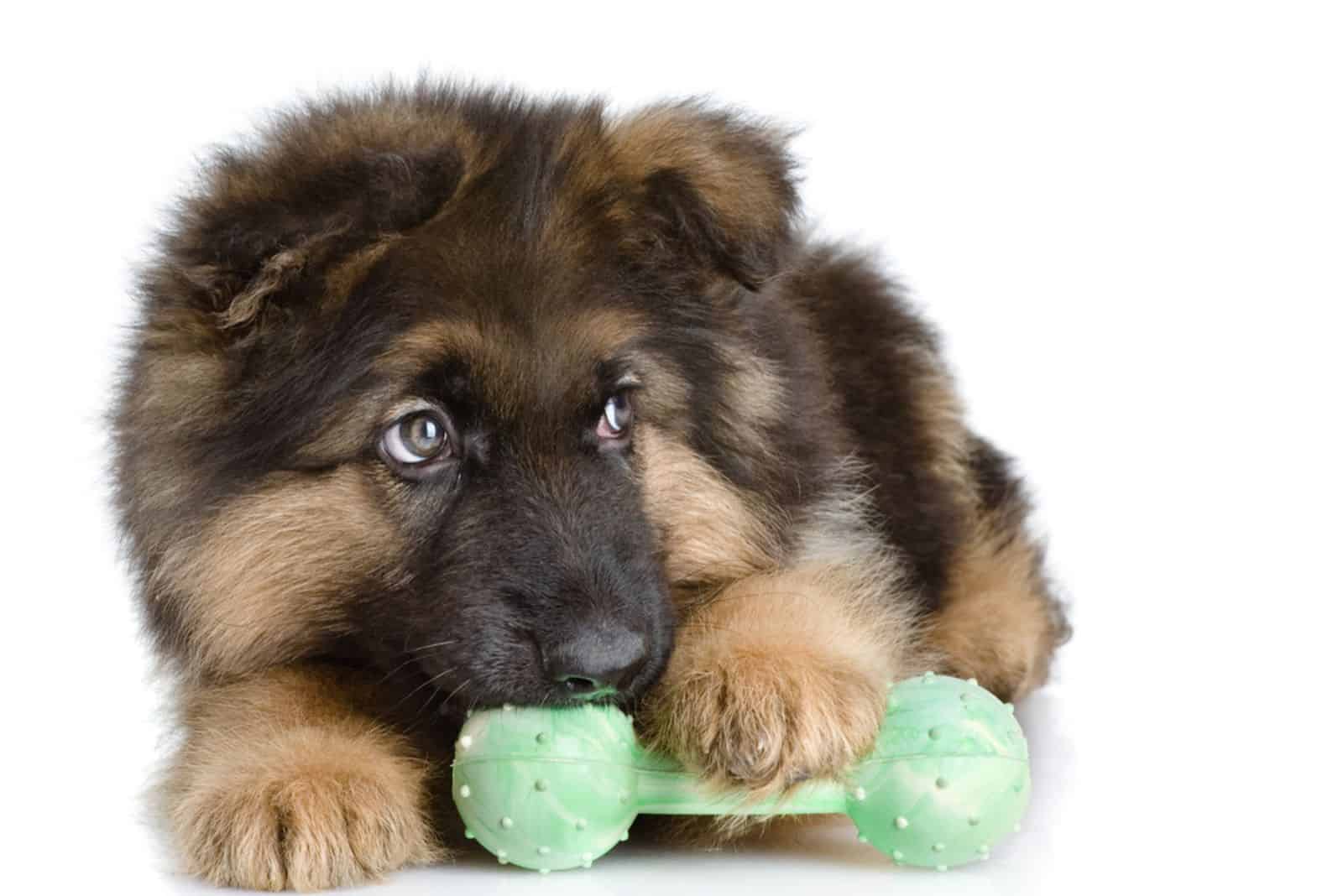 german shepherd puppy bites a toy